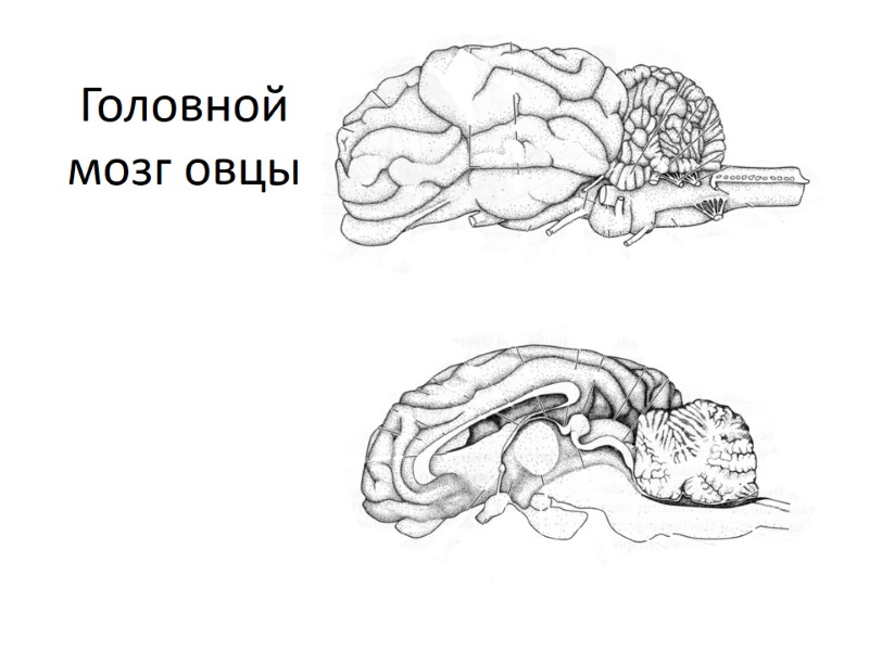 Головной мозг овцы